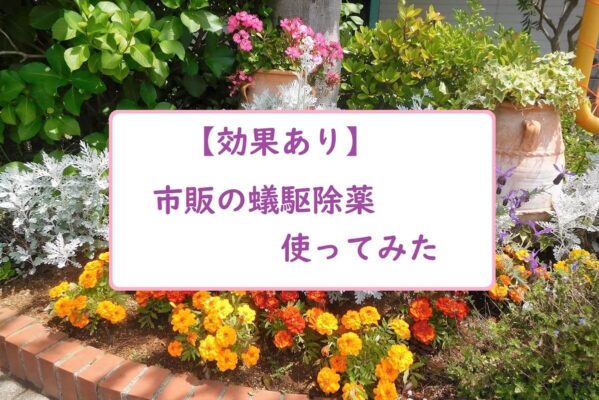 【効果あり】市販の蟻駆除薬使ってみた