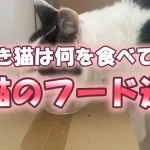 【長生き猫は何を食べてる？】老猫のフード選び