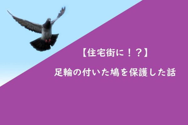 【住宅街に！？】足輪の付いた鳩を保護した話