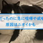 【仲良しなのに急に喧嘩や威嚇する同居猫】原因はニオイかも