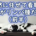【自然に任せて看取る】老猫がリンパ腫だった（前半）