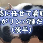 【自然に任せて看取る】老猫がリンパ腫だった（後半）